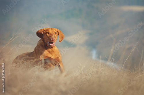 Magyar Vizsla running in the tall yellow grass. This dog breed is also known as Hungarian Hound or Hungarian Pointer.