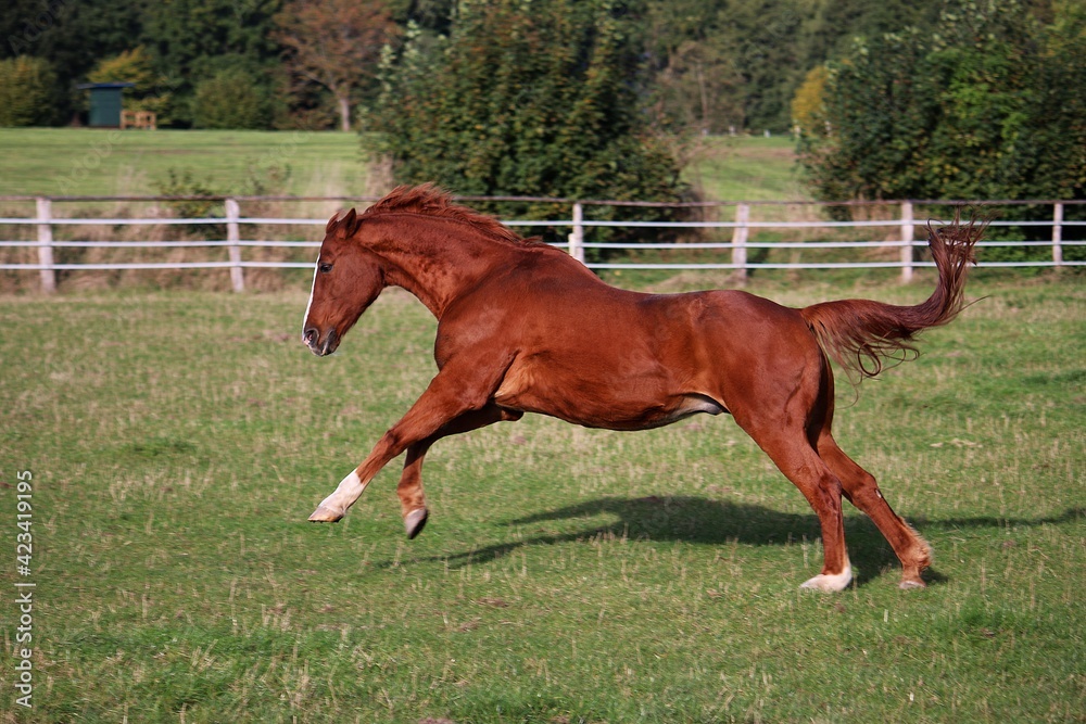 beautiful brown german horse is running on the paddock beautiful brown german horse is running on the paddock