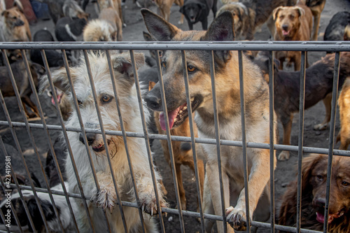 A pack of homeless dogs locked in a shelter metal cage. concept of homeless dog