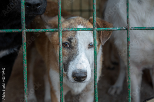 Wall Mural closeup portrait sad several dogs puppy locked in the metal cage