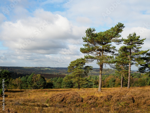 View of the Ashdown Forest in Autumn