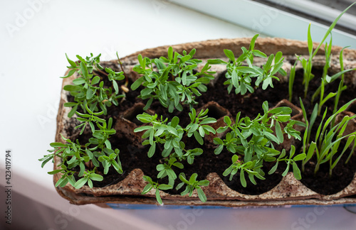 Useful fresh micro-greens in a container near the window.