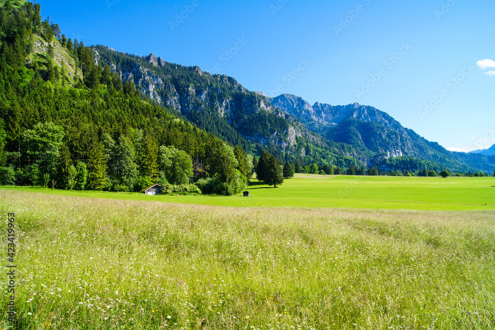Spectacular alpine panoroma with fresh green meadows forested mountains and the beautiful Neuschwanstein Castle on a hill in the background. A scenic view on a clear blue sky summer day.