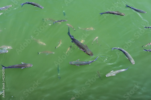 Fish Swimming in Cabo Pino Harbour © philipbird123