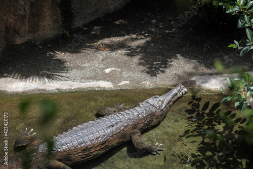 Tomistoma (Tomistoma schlegelii) resting in a pool at the Bioparc Fuengirola