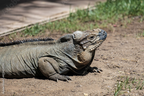 Rhinoceros Iguana  Cyclura cornuta  in the Bioparc Fuengirola