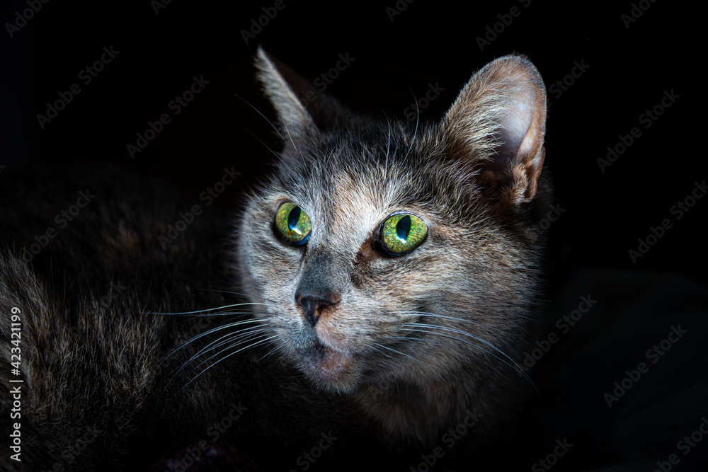  Portrait of a Tabby cat  with lighting on beautiful green eyes