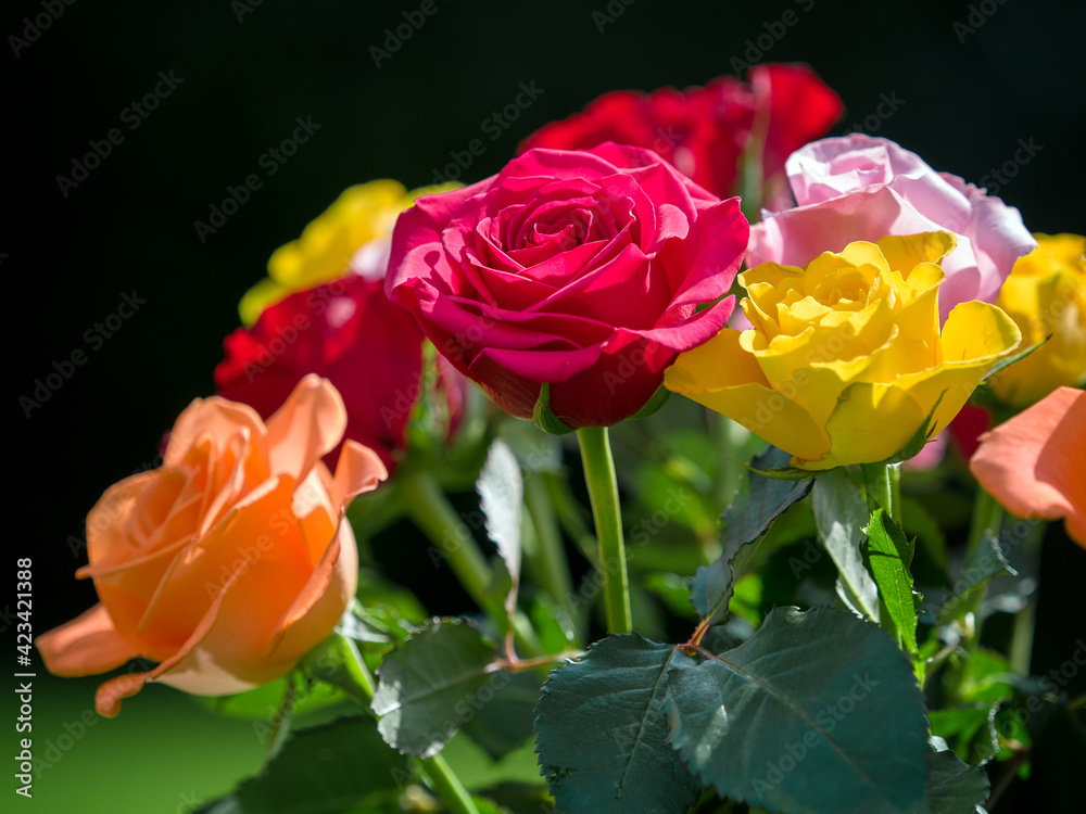 A bunch of colourful Roses out in the garden A bunch of colourful Roses out in the garden