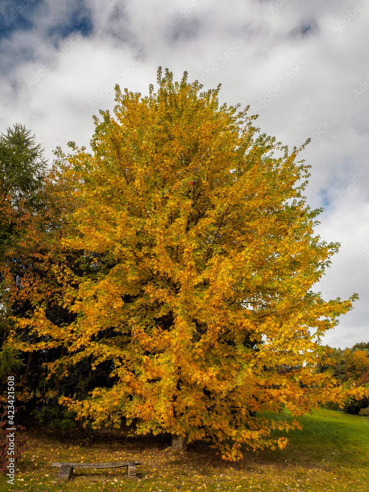 Fototapeta premium Acer Soccharinum Tree in Autumn