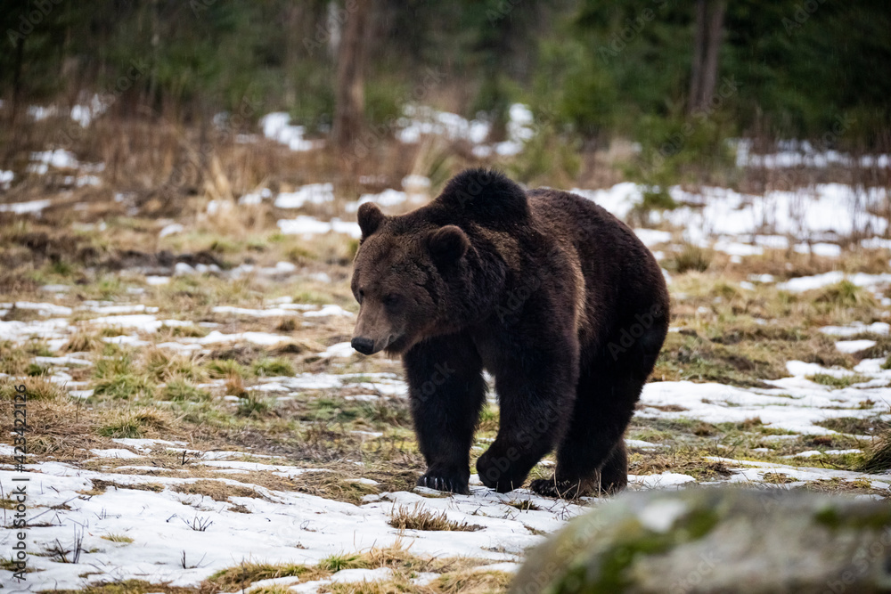 Carpathian brown bear at dusk in the wilderness while raining. Carpathian brown bear at dusk in the wilderness while raining.