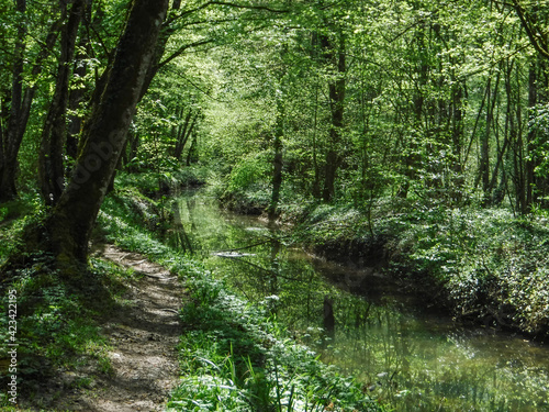 ruisseau dans un sous-bois verdoyant au printemps