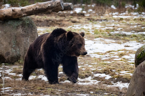 Carpathian brown bear at dusk in the wilderness while raining.