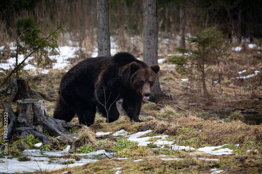 Carpathian brown bear at dusk in the wilderness while raining. Carpathian brown bear at dusk in the wilderness while raining.