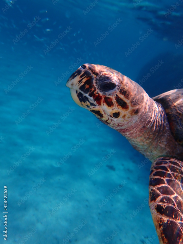 Fototapeta premium Tortue