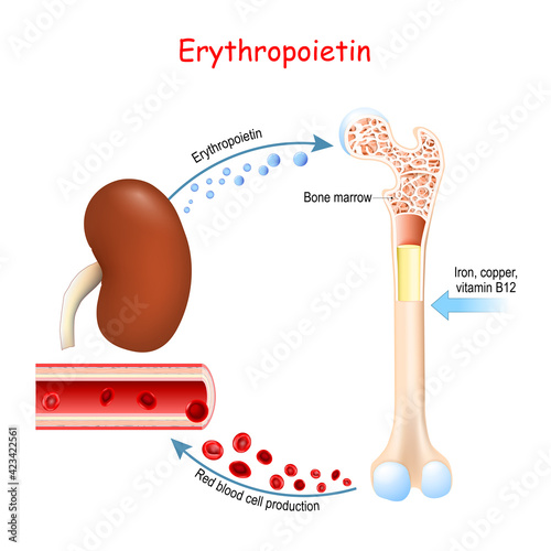 Erythropoietin and erythropoiesis