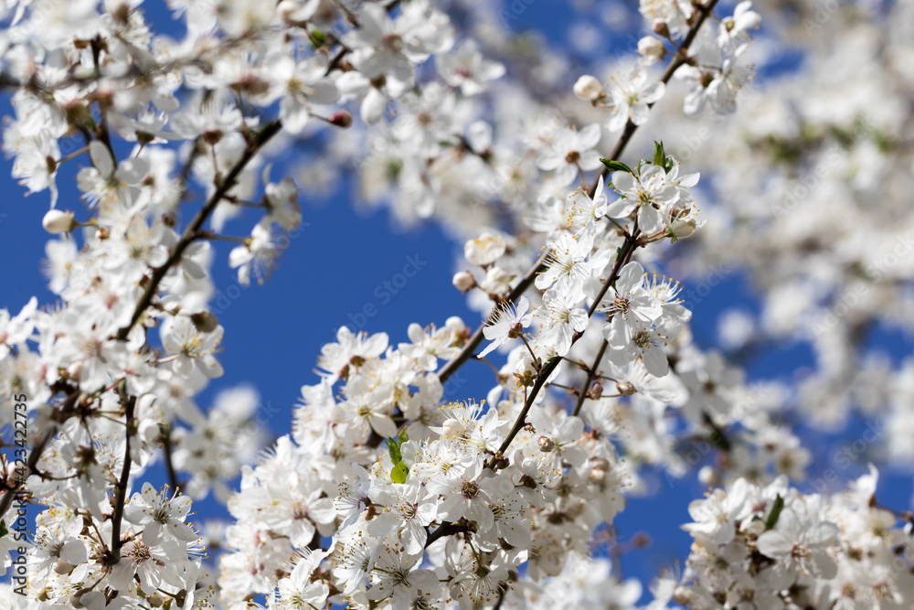 Sunlit blossom branches of fruit tree with small flowers and leaves and blue sky at background on sun day