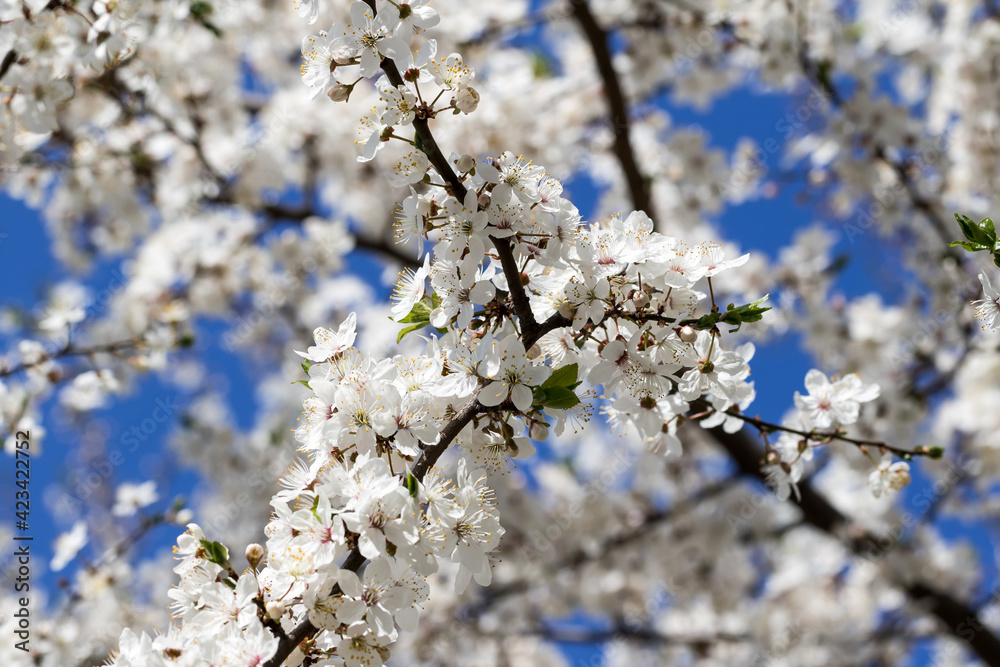 Sunlit blossom branches of fruit tree with small flowers and leaves and blue sky on sun day Sunlit blossom branches of fruit tree with small flowers and leaves and blue sky on sun day