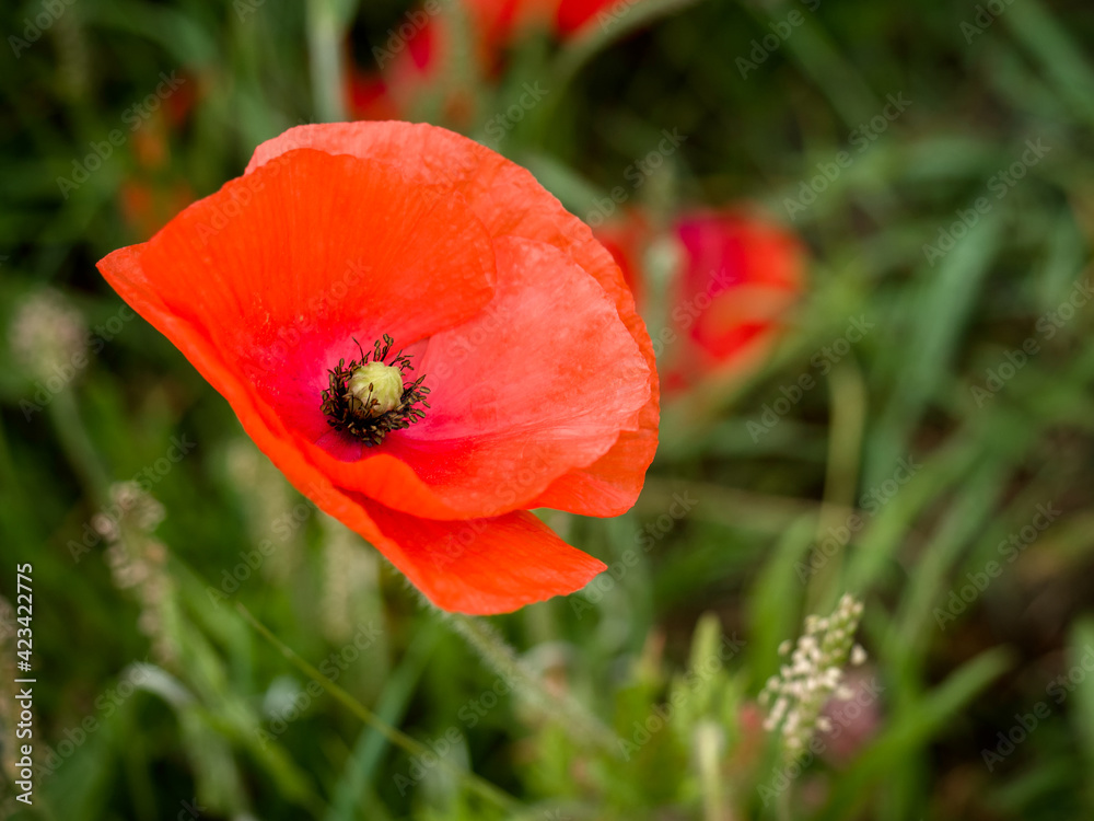 Poppy Flowering at Southwold in Suffolk Poppy Flowering at Southwold in Suffolk