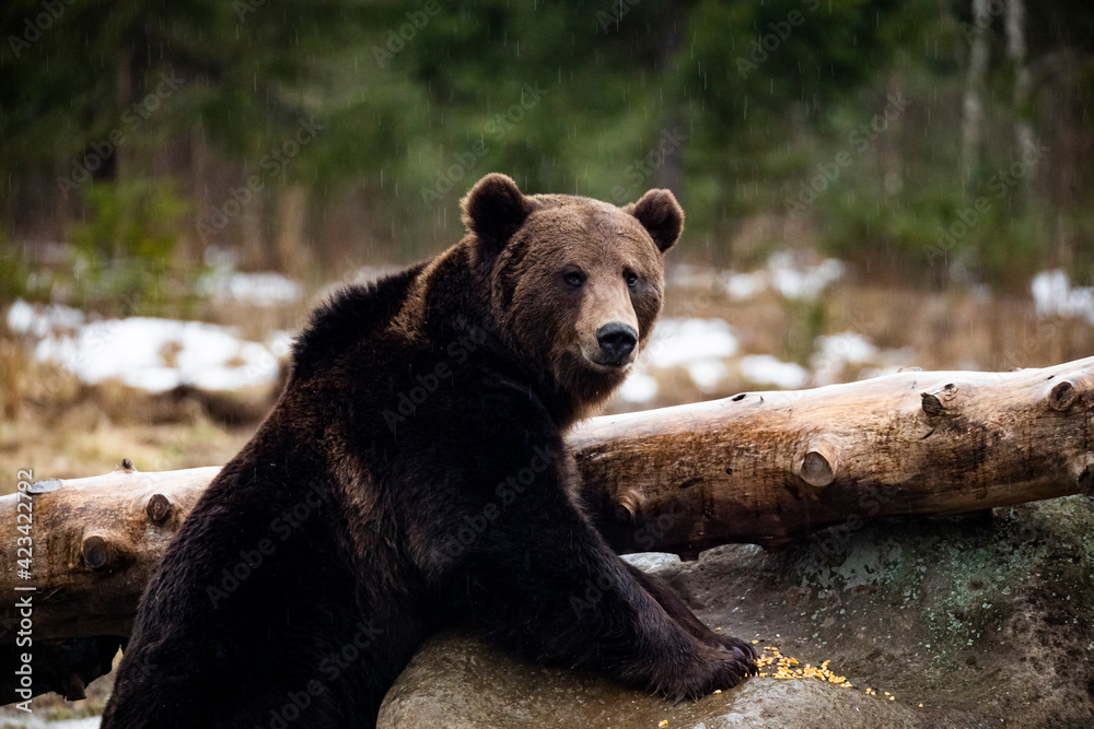 Obraz premium Carpathian brown bear at dusk in the wilderness while raining.