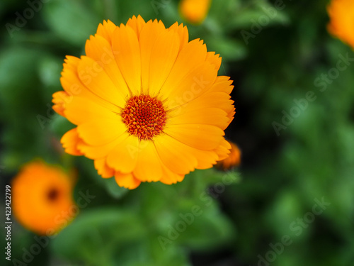 Orange Mesembryanthemums Flowering near the Beach in Southwold