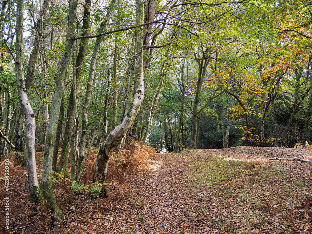 Scenic View of the Ashdown Forest in Sussex Scenic View of the Ashdown Forest in Sussex