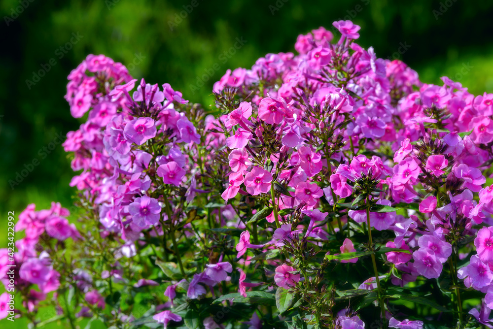 Bush of blooming Phlox Paniculata Pink Flame flowers in the garden on a sunny day Bush of blooming Phlox Paniculata Pink Flame flowers in the garden on a sunny day