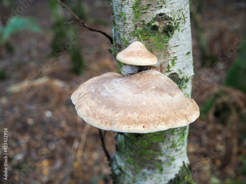 Fungus Growing on a Silver Birch Tree in Ashdown Forest