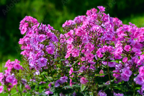 Bush of blooming Phlox Paniculata Pink Flame flowers in the garden on a sunny day