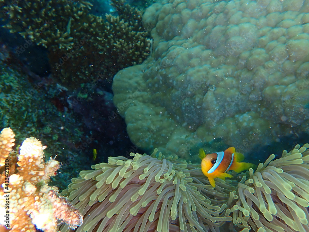 Poisson Clown Poisson Clown