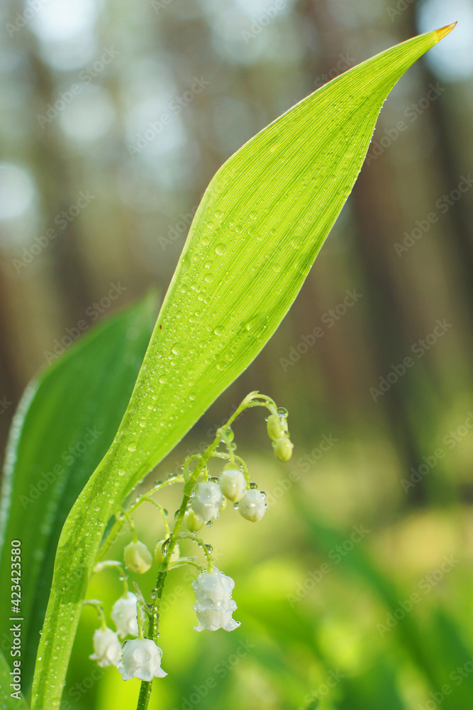 Lily of the valley bloomed in the forest in early summer