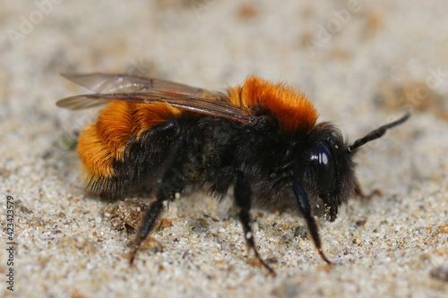 Closeup of a female Tawny mining bee, Andrena fulva on sandy soil 
 photo