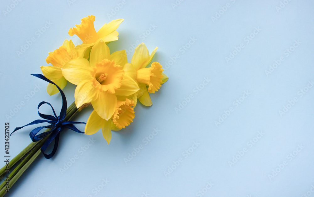 Spring floral background. bouquet of narcissus on blue background top view flat lay. International Women's Day