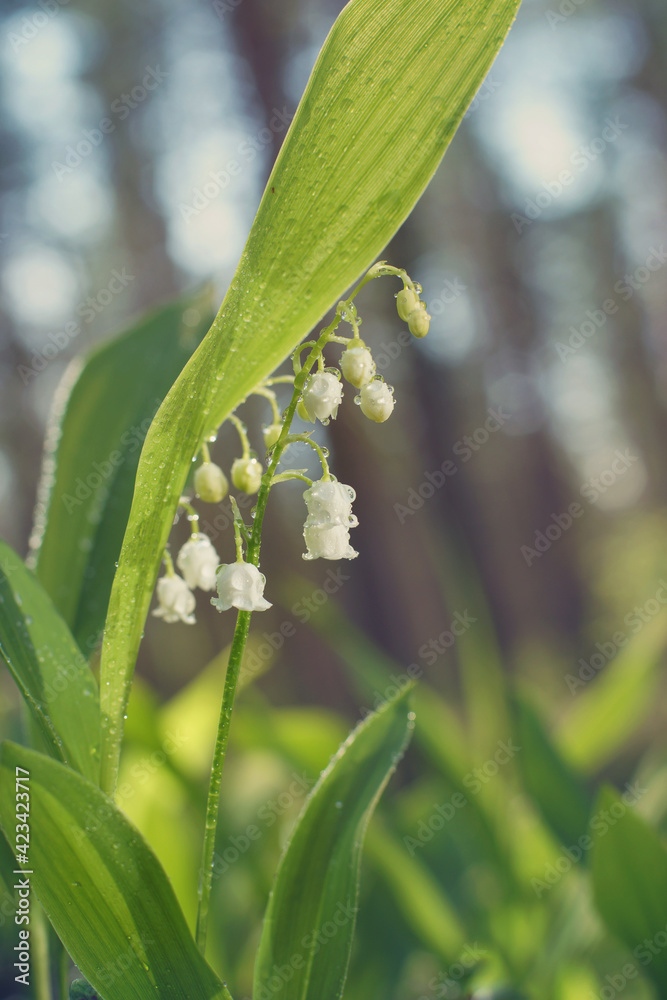 Obraz premium Beautiful white lily of the valley flower in the middle of the forest