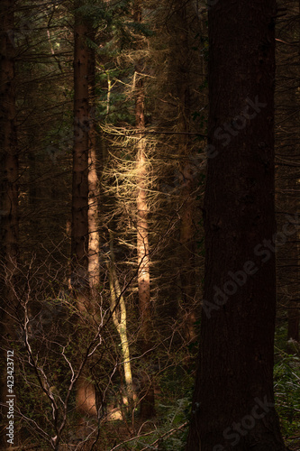Fototapeta Naklejka Na Ścianę i Meble -  Forest in Ireland, Kilbroney Forest Park
