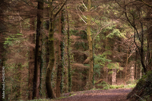 Forest in Ireland, Kilbroney Forest Park