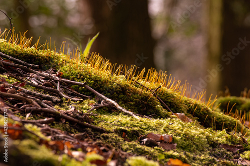 Forest in Ireland, Kilbroney Forest Park