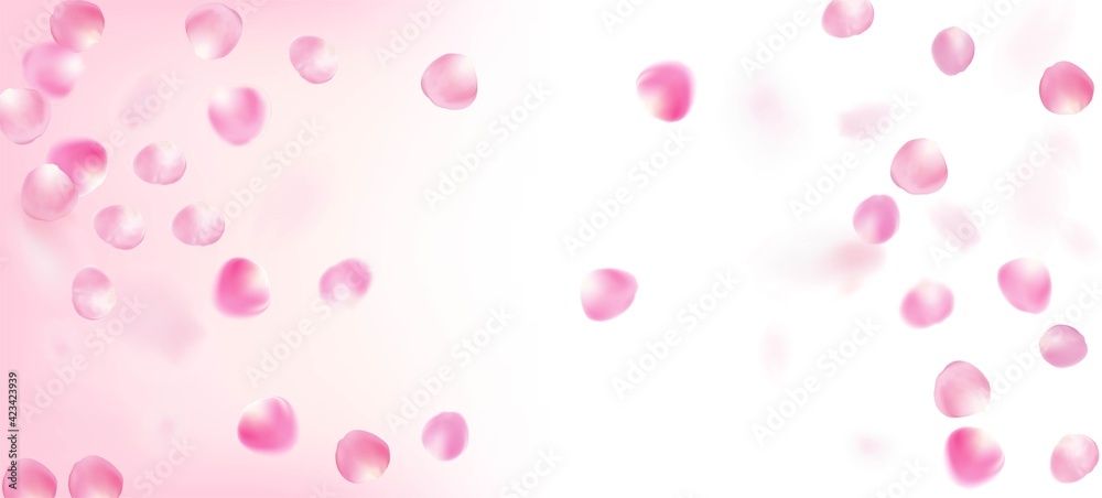 Rose Petals Falling Confetti. Falling Japanese Cherry Rose Sakura