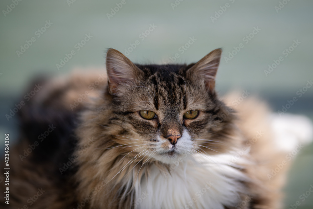 A large orange, black, and tan coloured domestic cat. The verticle pupils are long black slits with orange around. The feline has a large white patch on its chest. The animal has two pointy ears. A large orange, black, and tan coloured domestic cat. The verticle pupils are long black slits with orange around. The feline has a large white patch on its chest. The animal has two pointy ears.