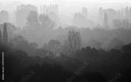 Silhouettes of trees and forest in the morning fog. Autumn scene. Black and white photography monochrome