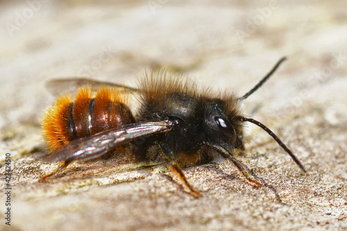 Closeup of the male of the horned orchard mason bee, Osmia cornuta on the bee-hotel in the garden photo