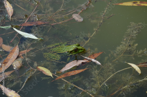 green frog in the lake, frog
