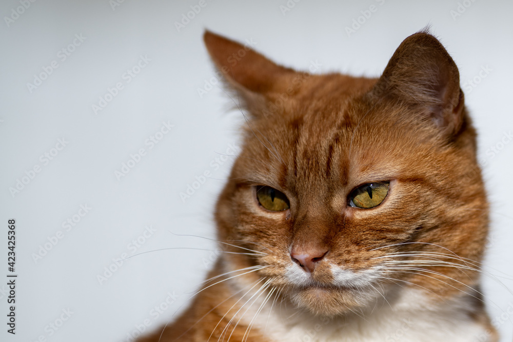 A single orange tabby cat or alley cat laying on the top of a railing with a focused view ahead. The stray animal has a white underbody with an orange on top. Its ears are up and alert to activity.