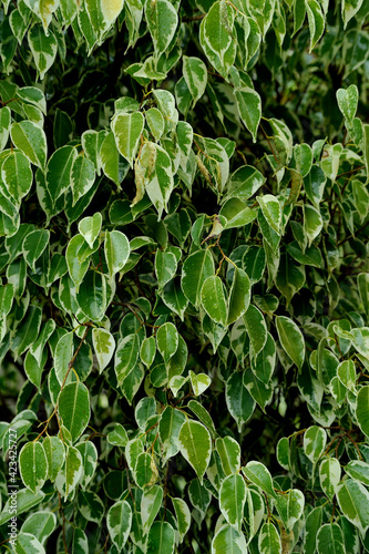Wallpaper Mural Ficus Benjamina leaves green wall detail. Also knows as weeping fig, benjamin fig or ficus tree. Torontodigital.ca