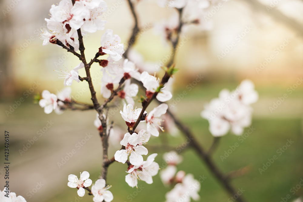 Apricot Flower Blossom. Early spring background