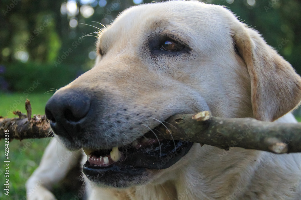 White and cream colored labrador dog biting a stick photographed up close in the garden during the day