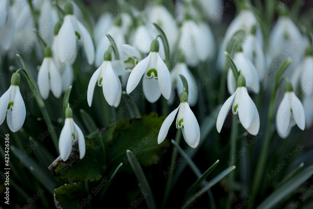 Beautiful white snowdrops flowers on the forest glade. Macro photo. Beautiful white snowdrops flowers on the forest glade. Macro photo.