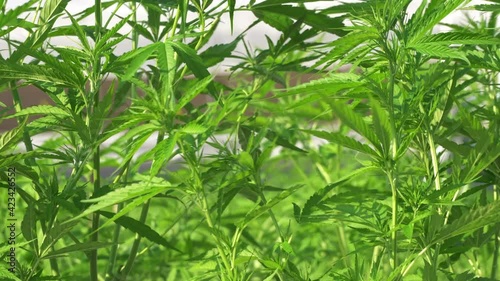 Medical Ganja marijuana cannabis open farm in tropical sun and wind