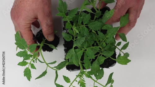 seedlings of cherry tomatoes ready for transplanting into