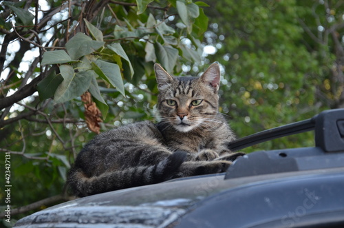 yard cat resting on the car