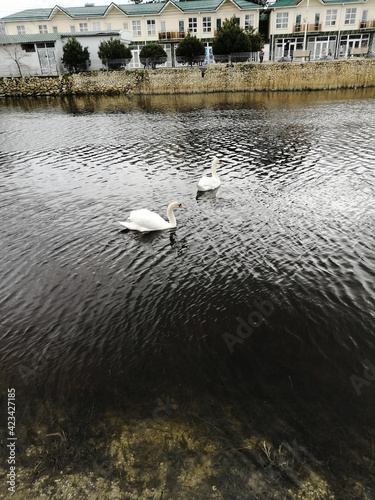 swan on the river